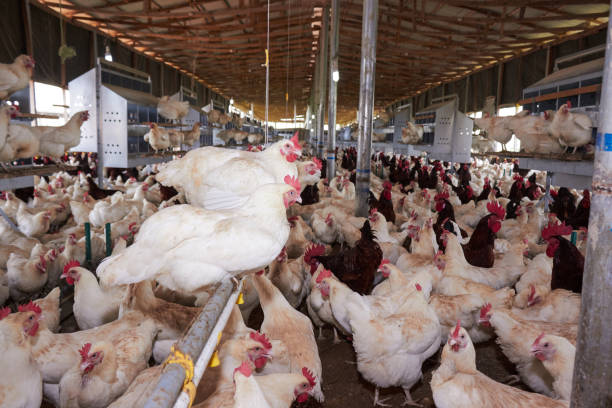 Poultry Farming Business Plan In Nigeria