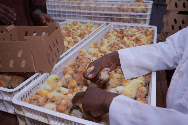 Poultry Farming Business Plan In Nigeria