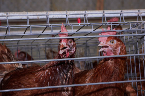 Poultry Farming Business Plan In Nigeria