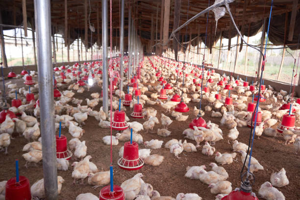 Poultry Farming Business Plan In Nigeria